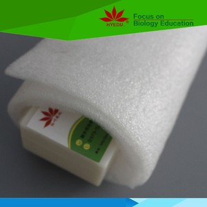 Portaobjetos de <span class=keywords><strong>Microscopio</strong></span> con Epidermis Individual de <span class=keywords><strong>Cebolla</strong></span> para Instrumentos Educativos - Product Image 6