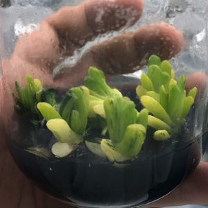 All'ingrosso <span class=keywords><strong>piante</strong></span> <span class=keywords><strong>grasse</strong></span> variegate di <span class=keywords><strong>Haworthia</strong></span> truncata var. Maughanii - Product Image 1