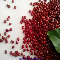 Nouvelle récolte petits haricots rouges haricots adzuki