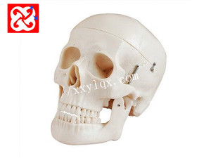 Nhựa con người mini mô phỏng skull nha khoa mô hình cho y tế đào tạo và giảng dạy - Product Image 2
