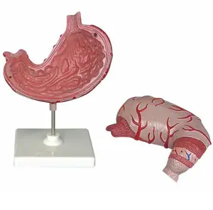GelsonLab HSBM-270 estómago modelo tamaño-2 piezas de plástico estómago modelo anatómico estómago anatomía modelo