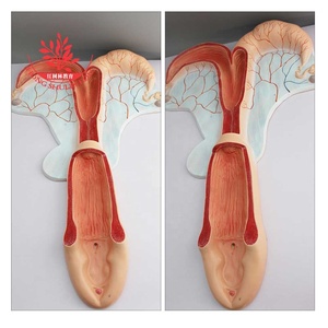 पशु हार्स पेट और हार्स गुर्दे गर्भाशय शरीर रचना विज्ञान मॉडल - Product Image 4