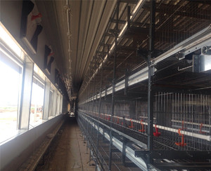 Cách Điện Thép Modular Tòa Nhà Giá Rẻ Prefab Trang Trại Gà Đổ Chìa Khóa Trao Tay Gia Cầm Dự Án - Product Image 3