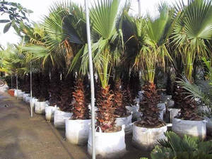 2021 fabbrica formato personalizzato biodegradabile eco friendly pianta crescere tessuto alimentazione semi vivaio sacchetto non tessuto - Product Image 3