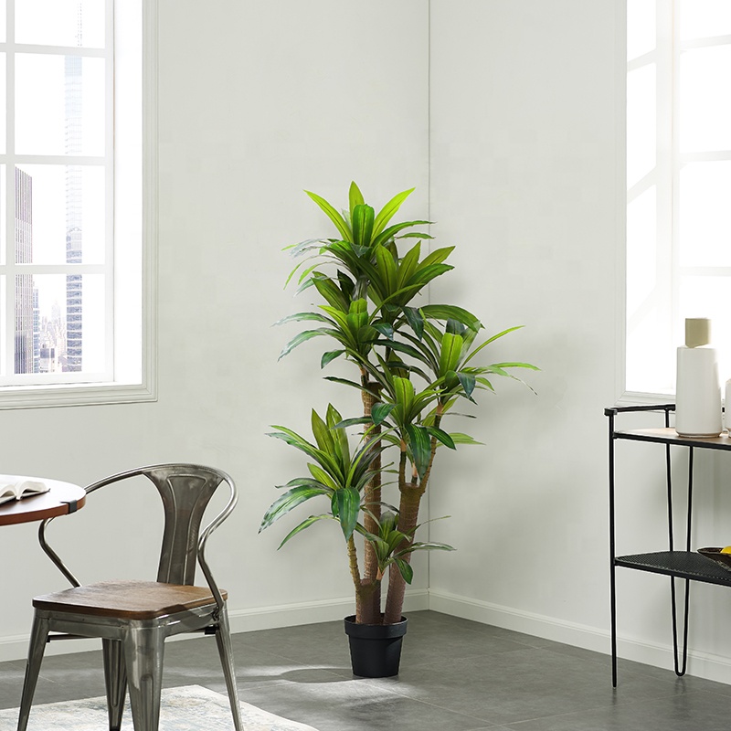 Dragon Blood Tree Bonsai - Elegant Home Decoration