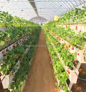 Agricultural Soilless Cultivation Hydroponic Grow Systems Strawberry Vertical Cultivation