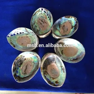 New Zealand Polished Raw Abalone Sea ShellためSale