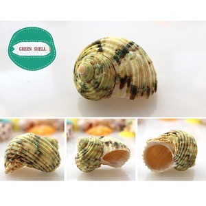 Venta directa <span class=keywords><strong>de</strong></span> fábrica, conchas <span class=keywords><strong>de</strong></span> <span class=keywords><strong>Caracol</strong></span> mezcladas naturales para cangrejo ermitaño - Product Image 2