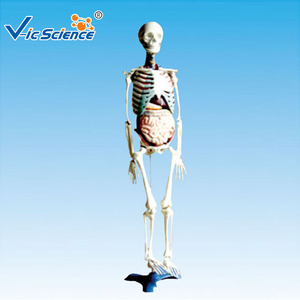 Squelette <span class=keywords><strong>humain</strong></span> <span class=keywords><strong>de</strong></span> science médicale avec modèle d'organes internes modèle <span class=keywords><strong>de</strong></span> squelette <span class=keywords><strong>humain</strong></span> anatomique - Product Image 2