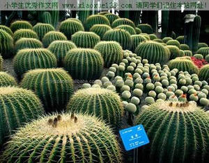 Decoración de interior Y Al Aire Libre <span class=keywords><strong>bonsai</strong></span> Plantas de Cactus Cactus Y Suculentas Cactus Plantas artificiales Al Por Mayor - Product Image 1