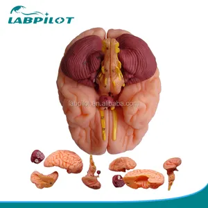 8 部分豪华人类教学塑料大脑模型