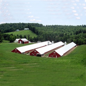 Thương Mại Đúc Sẵn Kết Cấu Thép Gà Thịt Nhà Gà Nhà Gà Nhà Xây Dựng - Product Image 3