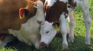 Thức ăn gia súc trộn sẵn cho bò và Bò cái - Product Image 2