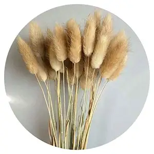 High Grade 50 Stems Dried Flowers and Plants Bunny Tail Natural Plants Floral Rabbit Grass eternal life flower