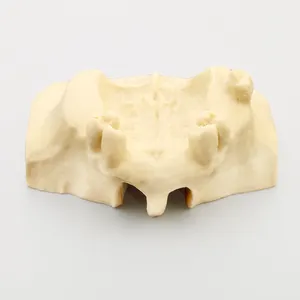 Del seno ascensore pratica di impianto dentale modello spugnoso bone materiali