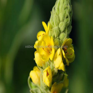 Alta calidad GMP natural gordolobo extracto de hoja/Verbascum phlomoides extracto - Product Image 2