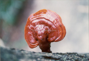 גבוהה באיכות 100% אורגני Ganoderma מחזירת אור ריישי שבור מעטפת Spore אבקה - Product Image 3