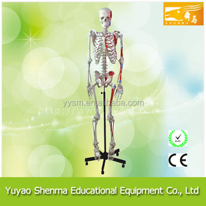 Humains <span class=keywords><strong>Musculaire</strong></span> <span class=keywords><strong>Squelette</strong></span> école et laboratoire en plastique artificielle <span class=keywords><strong>squelette</strong></span> <span class=keywords><strong>humain</strong></span> pour vente - Product Image 1