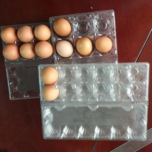 PET Dùng Một Lần Khay 15 Miếng Trứng Gói Khay - Product Image 2