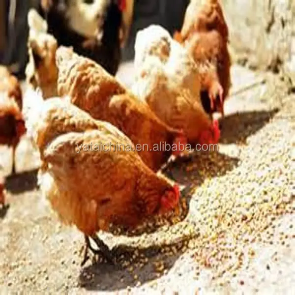 Сырье для кормления куриц, корм для животных