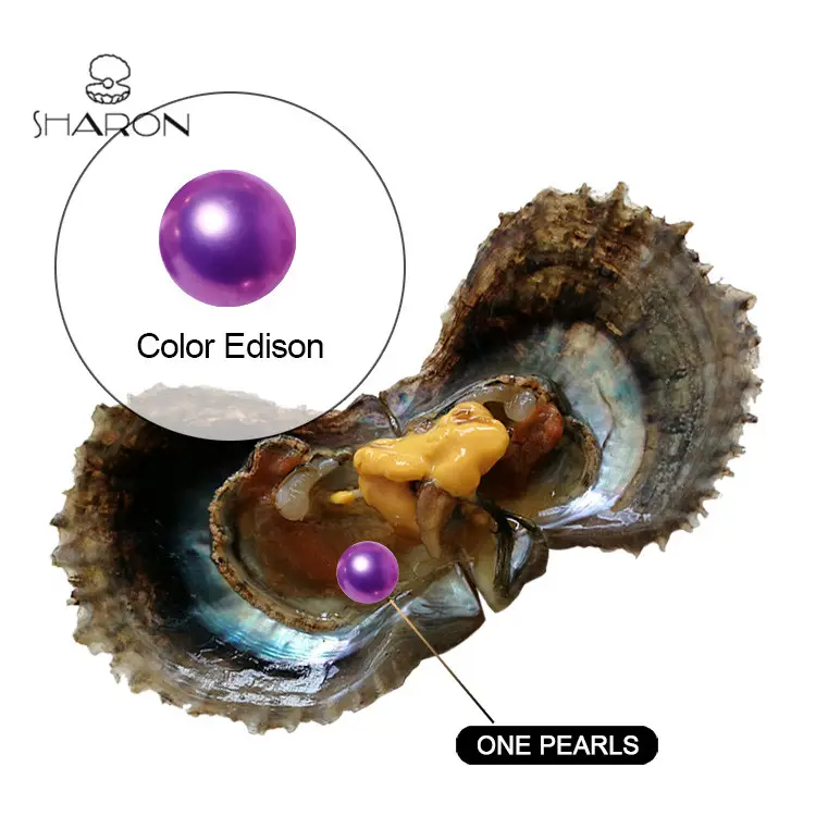 9-12mm 도매를 위한 아코 야 굴에 있는 자연적인 경작된 둥근 에디슨 진주