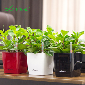 Vente en gros <span class=keywords><strong>de</strong></span> pots <span class=keywords><strong>de</strong></span> fleurs miniatures modernes pour plantes succulentes, pots <span class=keywords><strong>de</strong></span> fleurs <span class=keywords><strong>de</strong></span> bureau, pots <span class=keywords><strong>de</strong></span> fleurs auto-arrosants en plastique bon marché pour l'intérieur - Product Image 2
