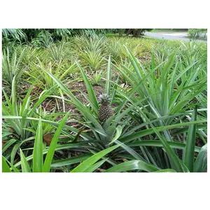 Automatico Macchina di Lavorazione della Fibra Naturale/Sisal Iuta Canapa Decorticator/ANANAS In Fibra di Canapa di estrazione