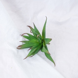 <span class=keywords><strong>Mini</strong></span> Plantas Suculentas Artificiales de Plástico Verde para Interiores - <span class=keywords><strong>Agave</strong></span> Ecológico y Duradero para Decoración del Hogar - Product Image 5