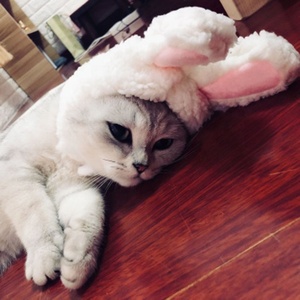 Best Selling Cheap Price Cotton <strong>Cat</strong> <strong>Hat</strong> Pet Costume Cosplay Lovely Cute Rabbit Ears Cosplay Wig <strong>Hat</strong> for Pet <strong>Cats</strong> Dogs - Product Image 6
