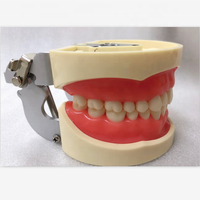 2022 más Popular 32 Uds dientes atornillados de resina modelo de estudio Dental Typodont dientes estándar para práctica