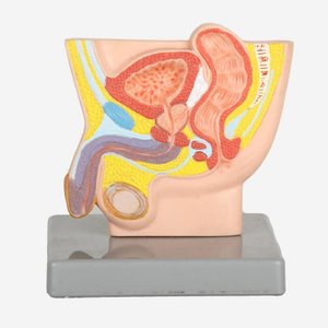Gelsonlab HSBM-288 Modello dell'Organo Maschile, Modello del Bacino Maschile, Modello dell'Inguine Maschile, Sezione del Bacino Maschile a Grandezza Naturale 1/2 - Product Image 4