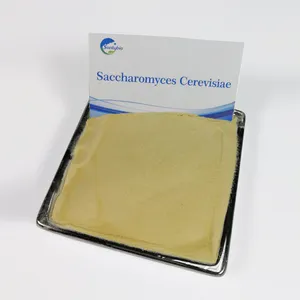 Sản Phẩm Mới Phụ Gia Thức Ăn Chăn Nuôi Saccharomyces Cerevisiae