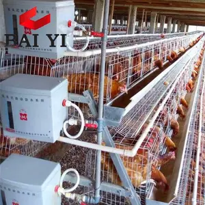 Modern Chicken Cage Farm Design