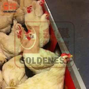 Granja avícola doble cara o <span class=keywords><strong>de</strong></span> un solo lado automático capa <span class=keywords><strong>de</strong></span> <span class=keywords><strong>huevo</strong></span> nido sistema <span class=keywords><strong>de</strong></span> recogida - Product Image 4