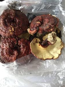 Jamur Reishi Kering Berkualitas Tinggi - Product Image 6