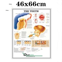 Póster médico anatómico 3D en relieve tablas de pared, el póster del sistema muscular