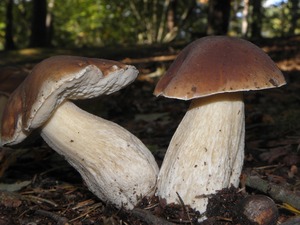 Detan salvaje <span class=keywords><strong>boletus</strong></span> setas frescas - Product Image 5