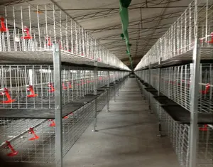 Fokus industri hot sale hot galvanis ayam kandang baterai untuk lapisan kandang ayam broiler fro