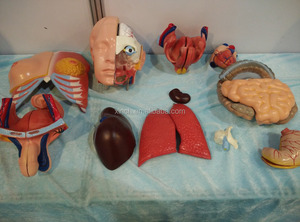 Apparecchiature di Laboratorio per Modelli di Anatomia Umana in Biologia - Product Image 5