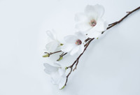 Fleurs artificielles de magnolia durables et écologiques en gros pour la décoration de mariages et de maisons, utilisation intérieure/extérieure