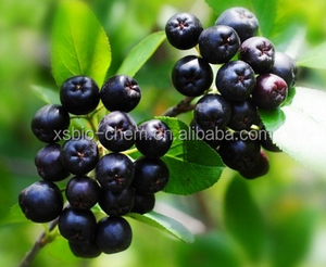 Alta Calidad GMP estándar <span class=keywords><strong>Maqui</strong></span> berry Extracto/<span class=keywords><strong>Maqui</strong></span> berry En Polvo - Product Image 2