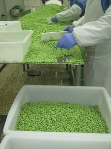 7 - 11 cm SANS OGM Vert Surgelé IQF <span class=keywords><strong>Pois</strong></span> de Jardin - Product Image 3