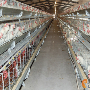 Tedarik sıcak satış ucuz horoz Broiler - Product Image 4