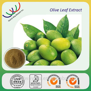 China a base de hierbas caliente extracto de alta calidad natural de hoja de oliva extracto oleuropeína - Product Image 1