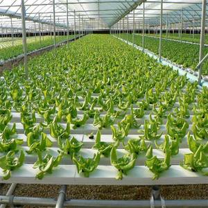 Skyplant Agrarische Kas Platte Hydrocultuur Commerciële Hydrocultuur
