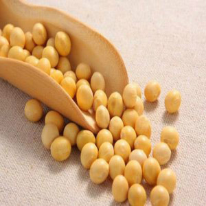 Alta calidad Kosher GMP Natural instantáneo de soja leche en polvo - Product Image 2