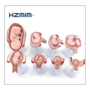 Modèle d'anatomicla d'embryon 8 pièces, développement d'automatique, modèle en 8 étapes - Product Image 2