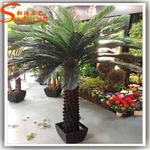 ต้นไซกัส ไซกัส รีโวลูต้า ราคา ไซกัส รีโวลูต้า ขาย - Product Image 3