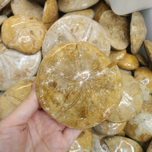 Madagascar pulido natural Starfish asteroide piedra fósiles espécimen Dropship - Product Image 2
