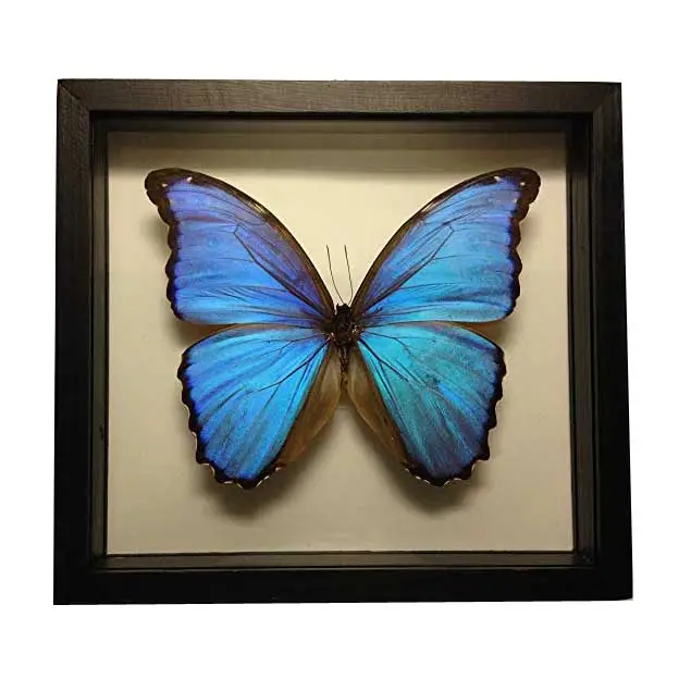 Deep Shadow Box Frame Getrockneter Schmetterling Wand montage Home Decor Großhandel Butterfly Shadow Box Frame 8*8 Butterfly Frame
